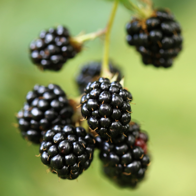 Visual depiction of blackberry extract derived from the Rubus fruticosus plant. Recognized for its antioxidant-rich composition, abundant in vitamins C and E.